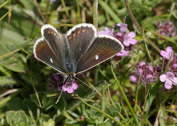 Northern Brown Argus Aricia artaxerxes artaxerxes
