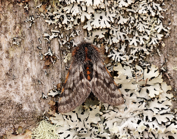 70.249 BF1929 Rannoch Brindled Beauty Lycia lapponaria