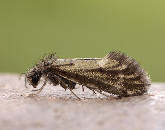 2.001  Dyseriocrania subpurpurella