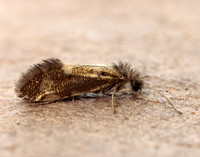 2.001 Dyseriocrania subpurpurella