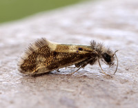 2.001 Dyseriocrania subpurpurella
