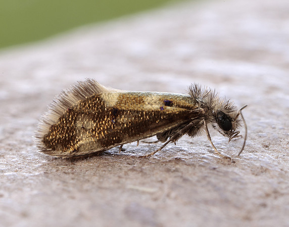 2.001  Dyseriocrania subpurpurella