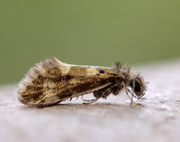 2.001 Dyseriocrania subpurpurella