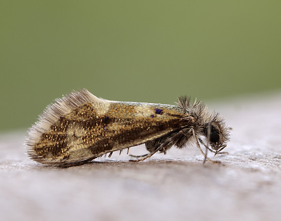 2.001  Dyseriocrania subpurpurella
