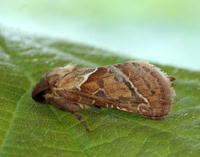 3.001 BF15 Orange Swift Triodia sylvina