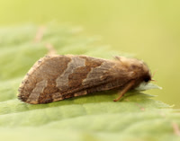 3.004 BF16 Gold Swift Phymatopus hecta