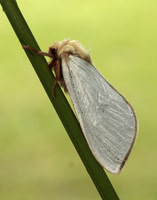 3.005 BF14 Ghost Moth Hepialus humuli