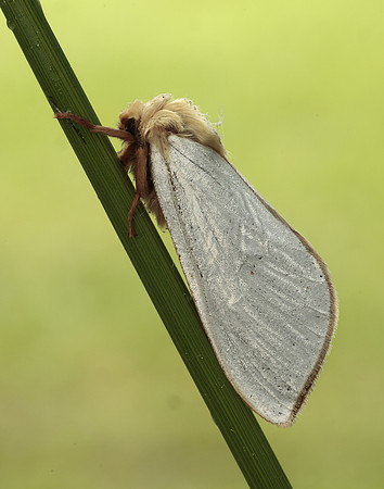 3.005 BF14 Ghost Moth Hepialus humuli