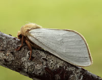 3.005 BF14 Ghost Moth Hepialus humuli