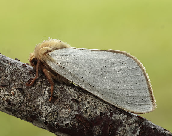 3.005 BF14 Ghost Moth Hepialus humuli