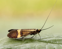 7.001 BF148 Nemophora degeerella