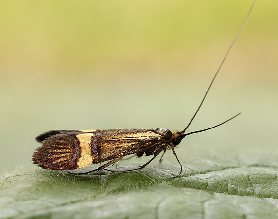 7.001 BF148 Nemophora degeerella