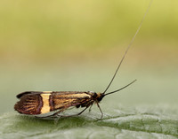 7.001 BF148 Nemophora degeerella
