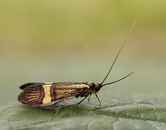 7.001 BF148 Nemophora degeerella