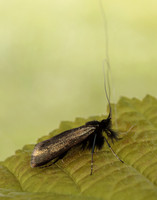7.006 BF150 Adela reaumurella