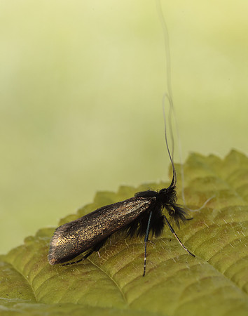 7.006 BF150 Adela reaumurella