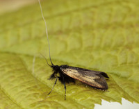 7.006 BF150 Adela reaumurella