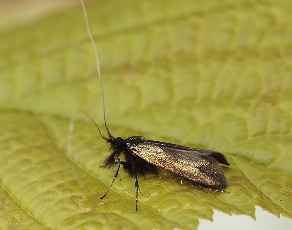 7.006 BF150 Adela reaumurella