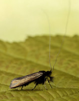 7.006 BF150 Adela reaumurella