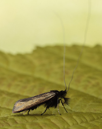 7.006 BF150 Adela reaumurella