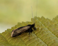 7.006 BF150 Adela reaumurella