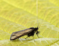 7.006 BF150 Adela reaumurella