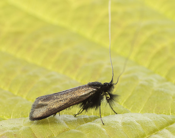 7.006 BF150 Adela reaumurella