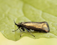 7.006 BF150 Adela reaumurella