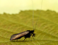 7.006 BF150 Adela reaumurella