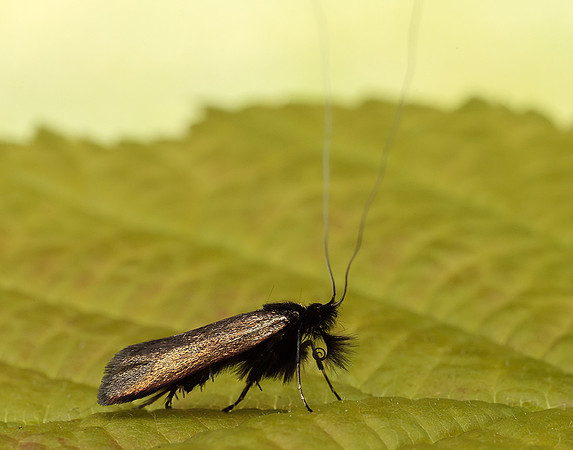7.006 BF150 Adela reaumurella