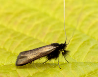 7.006 BF150 Adela reaumurella