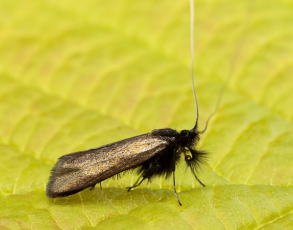 7.006 BF150 Adela reaumurella