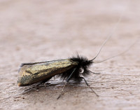 7.006 BF150 Adela reaumurella
