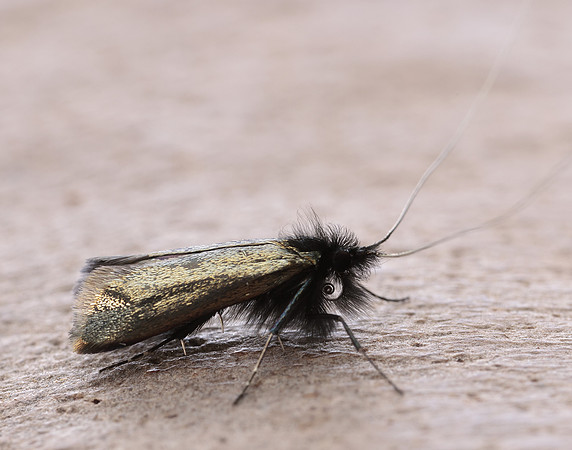 7.006 BF150 Adela reaumurella