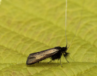 7.006 BF150 Adela reaumurella