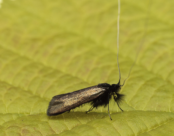 7.006 BF150 Adela reaumurella