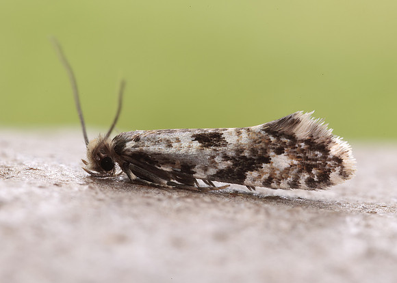 12.016 BF216 Cork Moth Nemapogon cloacella