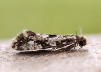 12.016 BF216 Cork Moth Nemapogon cloacella