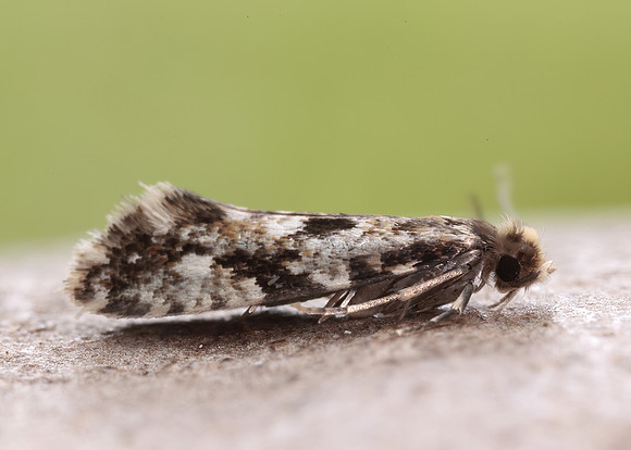 12.016 BF216 Cork Moth Nemapogon cloacella