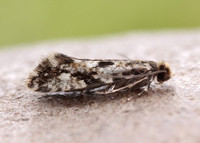 12.016 BF216 Cork Moth Nemapogon cloacella