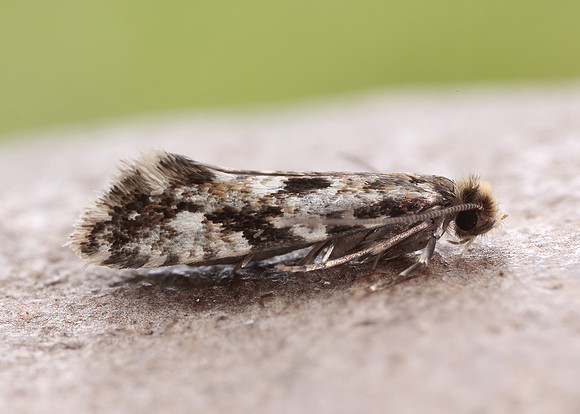 12.016 BF216 Cork Moth Nemapogon cloacella