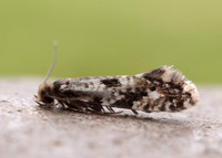 12.016 BF216 Cork Moth Nemapogon cloacella