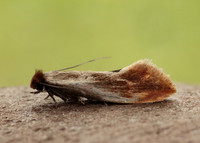 12.032 BF246 Tinea semifulvella