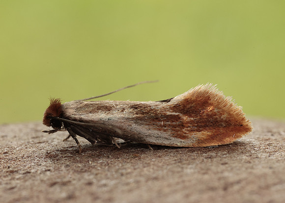12.032 BF246 Tinea semifulvella