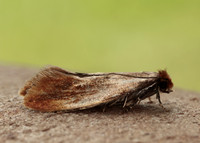 12.032 BF246 Tinea semifulvella