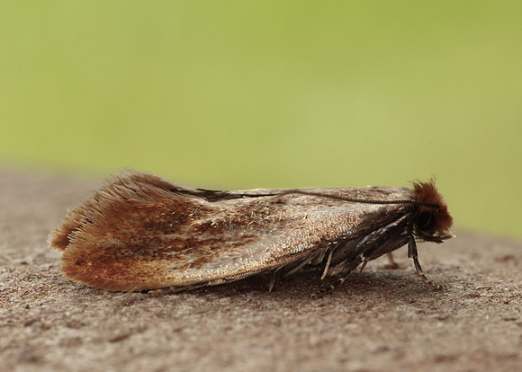 12.032 BF246 Tinea semifulvella