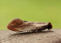 12.032 BF246 Tinea semifulvella