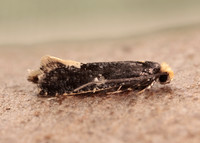 12.037 BF228 Monopis weaverella