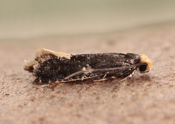 12.037 BF228 Monopis weaverella
