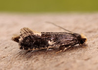 12.037 BF228 Monopis weaverella